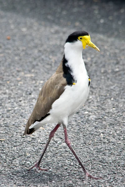Southern masked lapwing standing on the ground. In Australia. — Stock Photo, Image