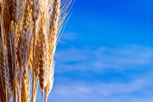 大麦在蓝蓝的天空上那一叠 — 图库照片