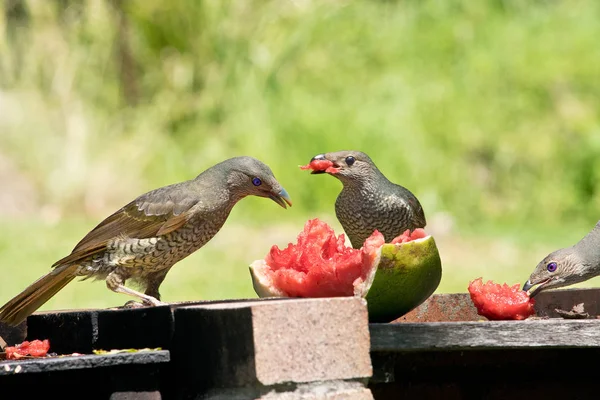 Dvě ženské satén bowerbirds do podavače — Stock fotografie