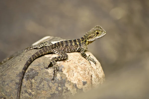 Λεπτομέρεια από Αυστραλιανή νερό dragon σε το natur. Στην Αυστραλία. — Φωτογραφία Αρχείου