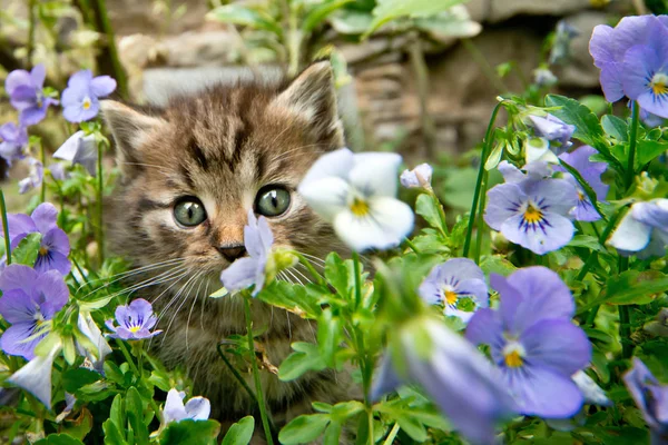 Pequeno gatinho no jardim na primavera — Fotografia de Stock