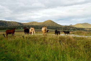Avustralya countriside mera ve Hayvancılık.