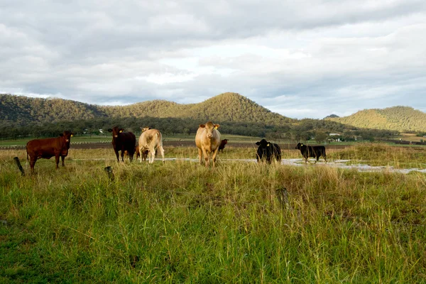 Livestock in the pasture in Australian countriside. — Stock Photo, Image