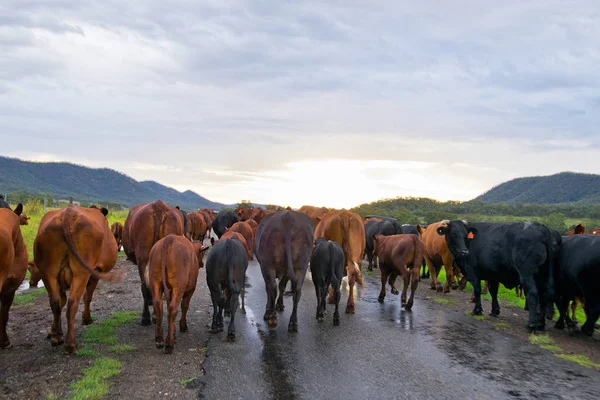 Besättningen av kor i Australien landsbygden — Stockfoto