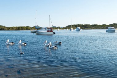 Pelikan ve Avustralya Myall gölde tekne.