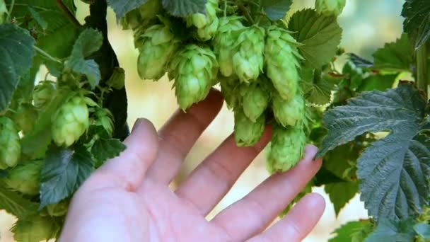 Farmer Inspects Hop Cones Real Time — Stock Video