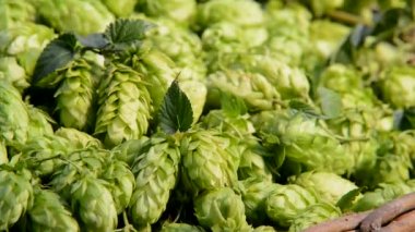 Hasır kutunun içindeki kozalakların ayrıntıları. Uzaklaştır.