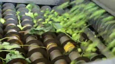 Sıçrama hasatçısının ayrıntıları. Gerçek zamanlı..