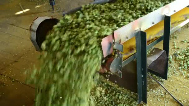 Conveyor Belt Dry Hops Drying Room — Stock Video