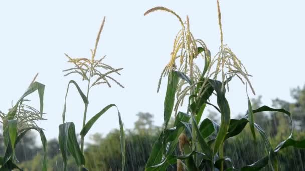 玉米田在雨中的细节 — 图库视频影像