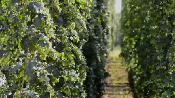 Hop Field Zoom Out Czech Republic — Stockvideo