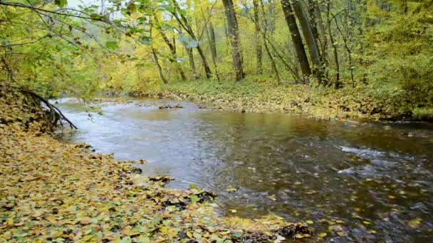 Sonbahar Ormandaki Creek — Stok video