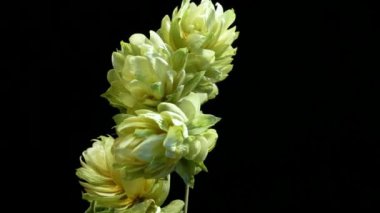 Siyah arka plan üzerine Hop koniler detay. Döndürme.