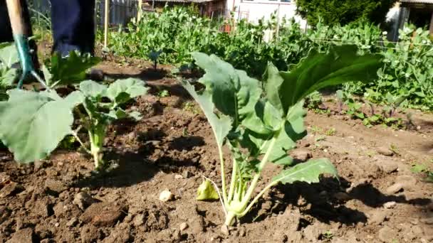 Hombre Deshierbando Cama Kohlrabi Sin Movimiento Cámara — Vídeo de stock