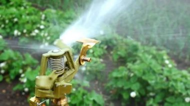 Otomatik Sprinkler bahçede. Hiçbir kamera hareketi.