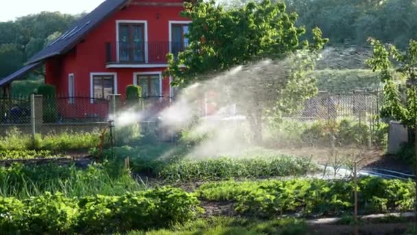 Kohlrabi Bewässerung Familiengarten Vergrößern — Stockvideo