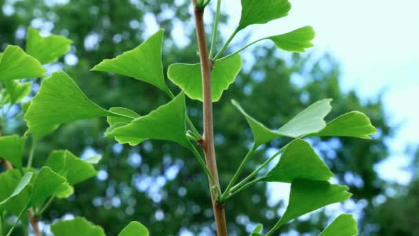 Détail Arbre Ginkgo Dans Brise — Video