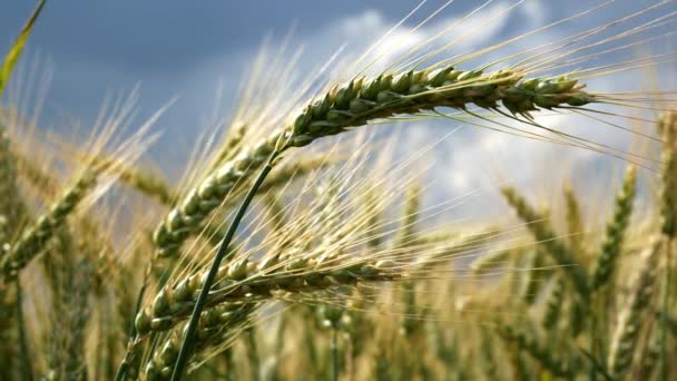 Dettaglio Grano Nella Brezza Nessun Movimento Della Fotocamera — Video Stock