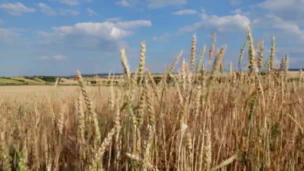 Wheat Field Harvest Camera Movement — Stockvideo