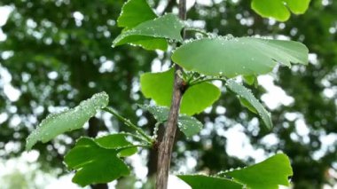 Ginkgo ağacına bir damla su. Pan.