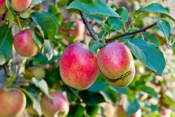 Czerwone jabłka na drzewie jesienią — Zdjęcie stockowe