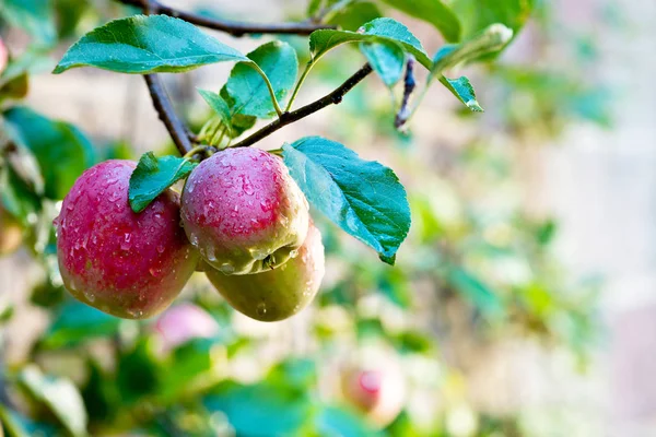 Czerwone jabłka z kroplami wody na drzewie. — Zdjęcie stockowe