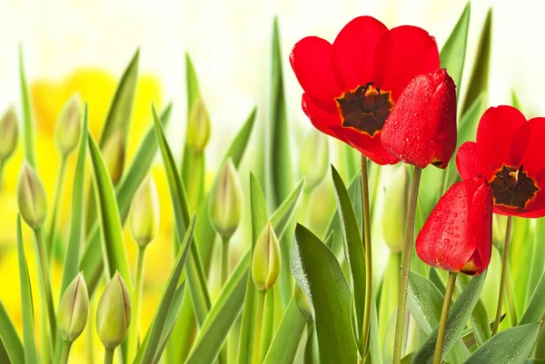 Tulipa Vermelha Canteiro Flores — Fotografia de Stock