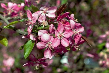 Bahar mevsimi kiraz çiçekleri bahar güneşi altında çiçek açar. Odak arkaplanı dışında makro çekimler.