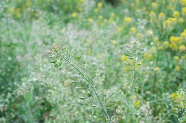 Taze bahar yeşillik üzerinde çiy