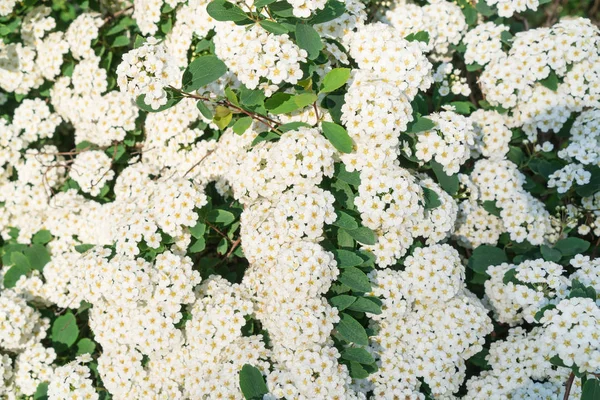 Spirea. Bush blooming white small flowers. — Stock Photo, Image