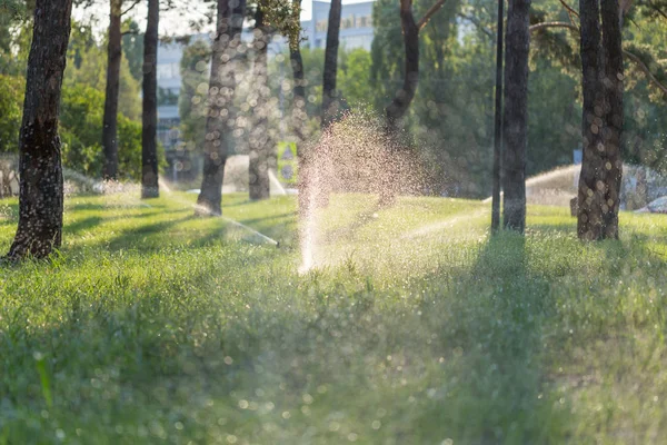 Automatikus vízpermetező berendezések, öntözés fű a parkban, a naplemente — Stock Fotó