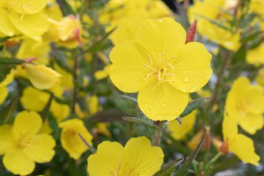 Sarı çiçekler çiy