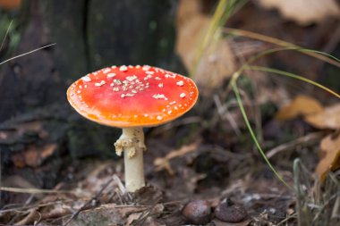 Sonbahar ormanlarında agarik uç