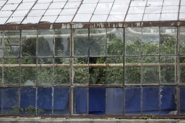 Eski vintage sera ve bitkiler içinde.