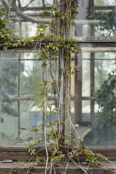 온실과 포도의 창입니다. 온실 내부 나무입니다. 반사. — 스톡 사진