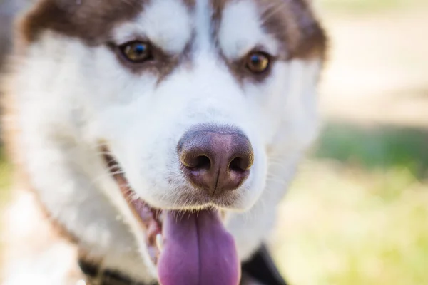 Σιβηρία σκύλος χάσκεϋ υπερχείλισης και Bonya — Φωτογραφία Αρχείου