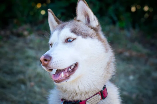 Σιβηρία σκύλος χάσκεϋ υπερχείλισης και Bonya — Φωτογραφία Αρχείου