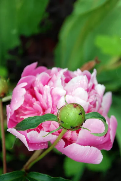 Foto flores peônias — Fotografia de Stock