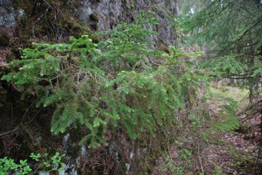 Fotoğraf yeşil çimen