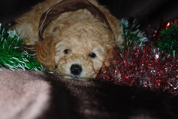 Cane, Capodanno — Foto Stock