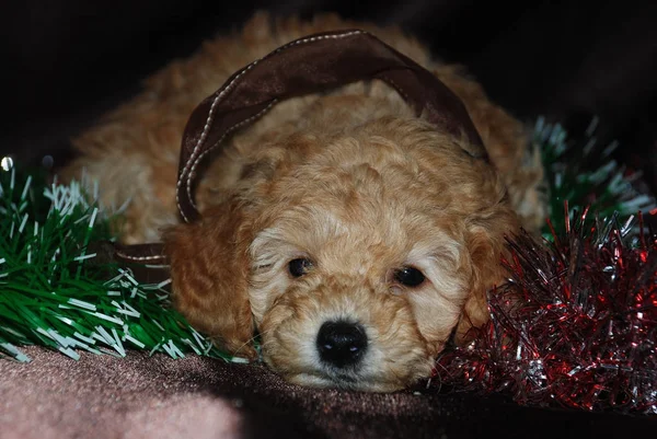 Köpek, yeni yıl — Stok fotoğraf