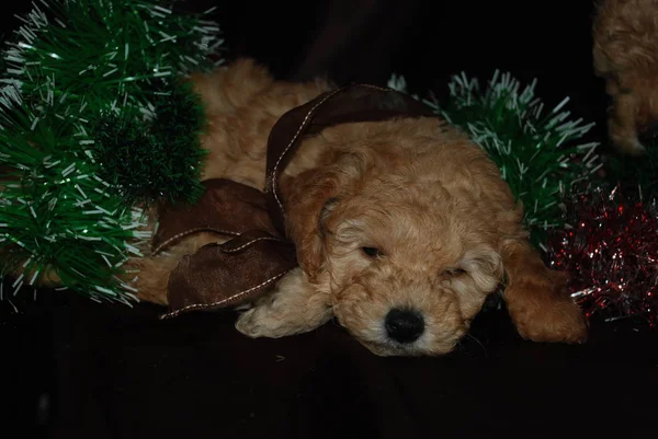 Köpek, yeni yıl — Stok fotoğraf