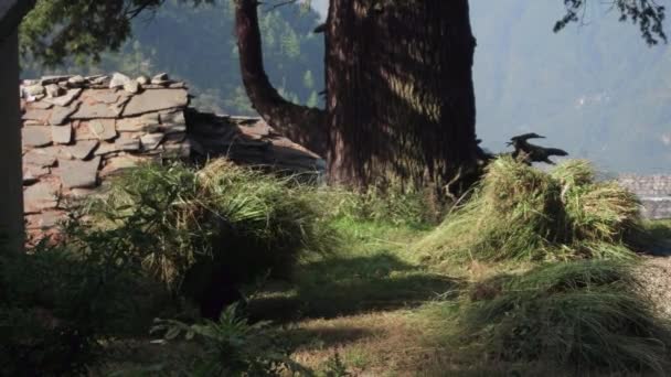 Manali, India - 2016. szeptember 24.: azonosítatlan indiai nő hatalmas halom széna szállítására — Stock videók