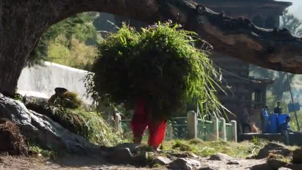 Indiase vrouw dragen enorme stapels van hooi in dorp — Stockvideo