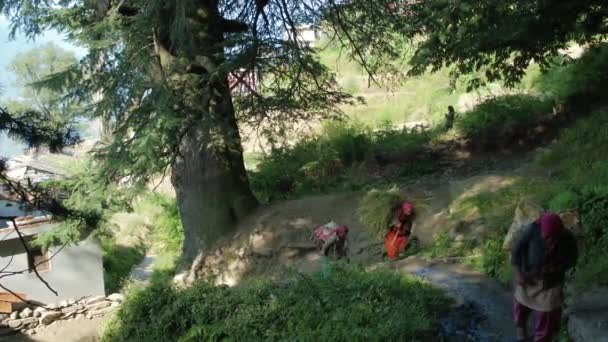 Indiase land dames dragen enorme stapels van hooi in dorp — Stockvideo