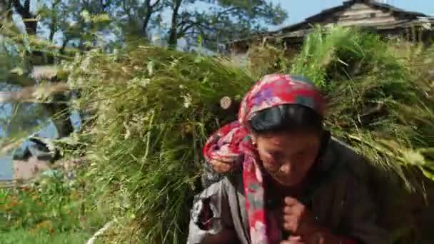 El trabajo duro diario residentes de pueblos indios. Trabajadores tirando enormes fardos de heno — Vídeos de Stock