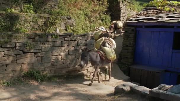 MANALI, INDIA - 24 SEPTIEMBRE 2016: Una caravana de burros lleva su carga al pueblo — Vídeos de Stock