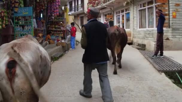 Manali, India - 24 Sept 2016: dagelijks scène met koe wandelen in de straat, Manali, India — Stockvideo