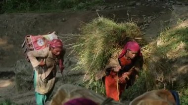 Manali, Hindistan - 24 Eylül 2016: Hint ülke womans taşımak ağır bir yük Köyü