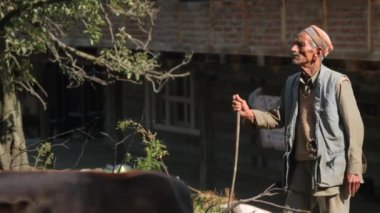Manali, Hindistan - 28 Eylül 2016: bilinmeyen bir yaşlı adam Hint köy içinde Himachal Pradesh, Kullu Vadisi inekler otlatma ile standları